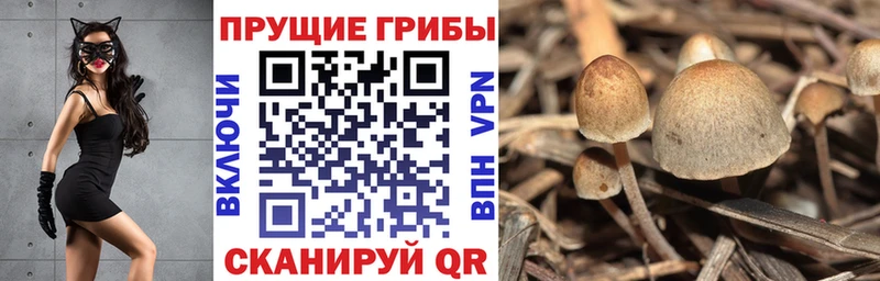 Псилоцибиновые грибы Psilocybine cubensis  Грозный 